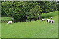 Sheep grazing beside the River Wye in DE45 1PX