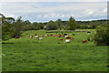 Cattle grazing in the Deben valley in IP12 2QP