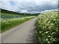 Cow parsley in Knatts Valley in TN15 6BU