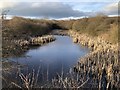 Pond near former Lime works in Coxhoe