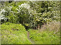 Footpath into Moor Plantation, Sinfin Moor in DE24 9ET