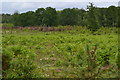 Heathland restoration at Foxbury in SO51 6AN