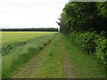 Bridleway track between woodland and arable field heading towards Hollin Head in HG4 5LN