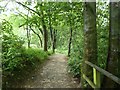 Path in Springbank Wood in ST13 8TQ