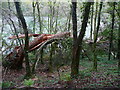 Broken tree, Cwm Lleidi Reservoir in SA15 4PE