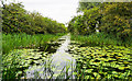 Water-lily pads on Pocklington Canal in YO42 4JT