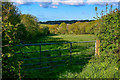North Devon : Grassy Field & Gate in EX37 9HP