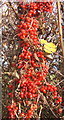 Bright berries (black bryony) in hedge in IP7 6NT