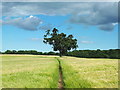 Footpath heading East from Little Bealings towards Martlesham in Little Bealings
