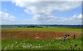 Poppies and oxeye daisies near Warren Street in ME17 2EJ