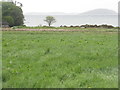 Grass field above Ganavan Bay in PA34 5TU