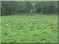Canada Geese at Ganavan in PA34 5TU