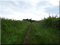 Track off Thingwall Road in CH61 3XJ