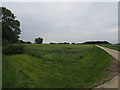 Arable crop adjasent estate road in IP25 7BW