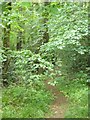Footpath in Peek Plantation in TQ9 6HA