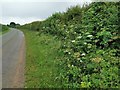 Hedge beside Barkston Heath RAF airfield in West Willoughby