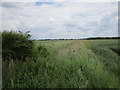 Drain off North Drove, Helpringham Fen in NG34 0RX