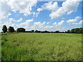 Oilseed rape crop near Bentley House Farm in B97 5WD