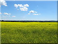 Oilseed rape crop, Harman's Hill in WR9 7EF