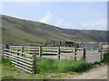 Sheep pens at Runtaleave in DD8 4SD