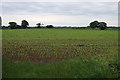Maize crop by Mill Road in NR12 9TD
