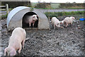 Pigs of Crib-House Farm in DT10 1HD