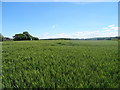 Cereal crop, Sambourne in B96 6NT