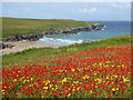 Poppies and Corn Marigolds at West Pentire in TR8 5SD
