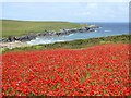 Field of poppies above Porth Joke beach in TR8 5SD
