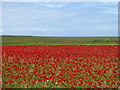 Poppies at West Pentire in TR8 5SD
