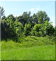 Woodland beside Warwick Highway (A4189), Redditch in B98 0AJ