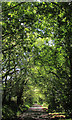 Lane near Pyworthy in EX22 6SP