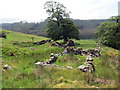 Gweddillion Ffarm Cae Newydd   / The remains of Cae Newydd Farm in Tregaron Community