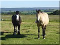 Horses at High Yarridge in NE46 2JP