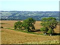 Fields of barley below High Yarridge in NE46 2JP