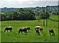 Horses grazing at Park Head in DE55 7LU