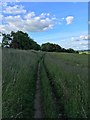 The Cotswolds Way heading for Chipping Campden in GL55 6UN