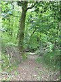 Path in Higher Knowle Wood in TQ13 9SP