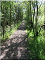 Country park footpath on old railway track in LL11 3DU