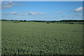 Wheat field in CB9 7LW