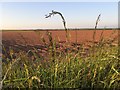 Ploughed field in SA62 3AS