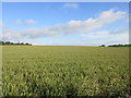 Wheat field near Ethie in DD11 5SP