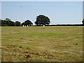 Cut silage field near Sandiacre Lodge Farm in Erewash District (B)