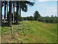 Grassy track beside fenced off conservation area in IP26 5DE