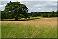 Field near Snook's Copse in SO51 0LU