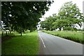 Horse Chestnut on Moor Lane in YO32 3QX