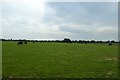 Cattle on Haxby Moor in YO32 5AU
