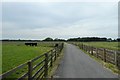 Cattle and Bridleway in YO32 5AU