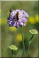 Devil's-bit Scabious in CM6 3DF