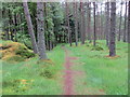 Woodland footpath near to Lion's Face, Braemar in AB35 5YW